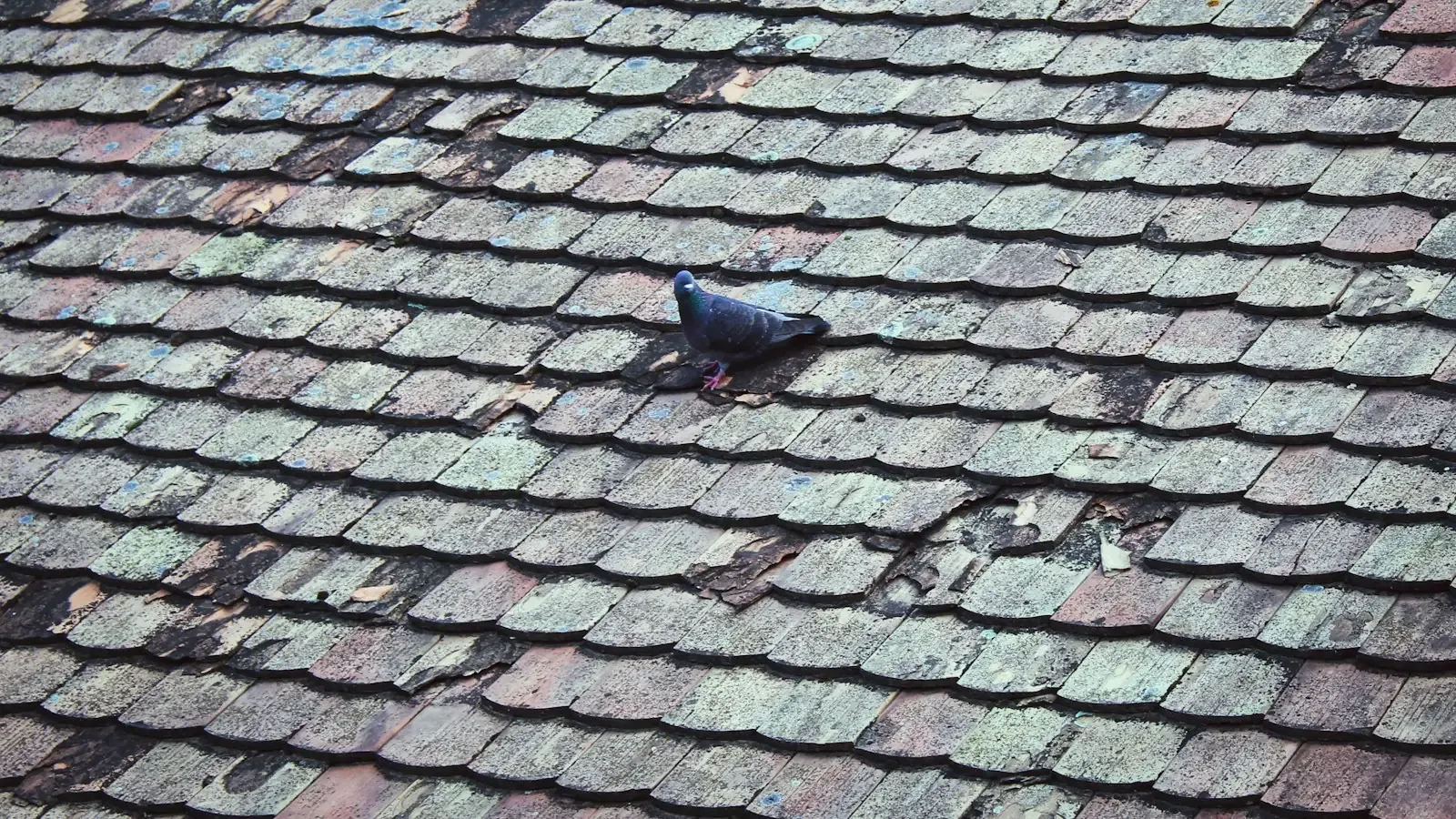 Metal Roofing